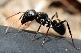 man suddenly died after biting ants, doctors discovered later is really baffled you