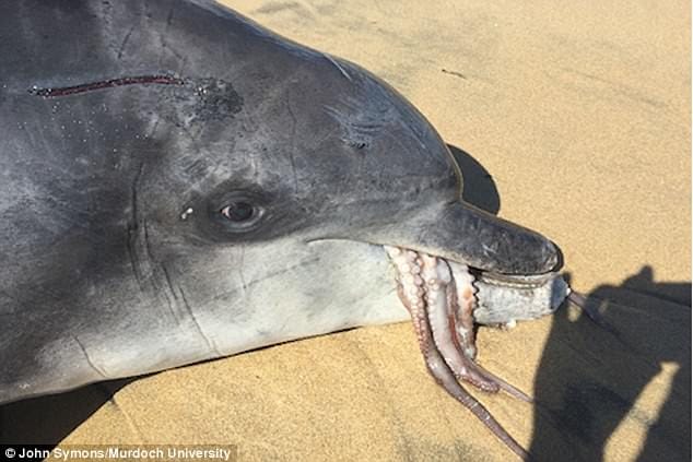 giant octopus stuck in dolphin mouth