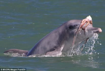 giant octopus stuck in dolphin mouth