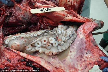 giant octopus stuck in dolphin mouth
