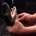 snapchat photos show young alligator drink beer by 