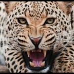 leopard attack