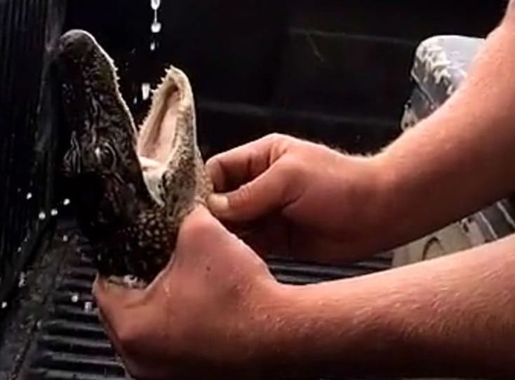 snapchat photos show young alligator drink beer by 