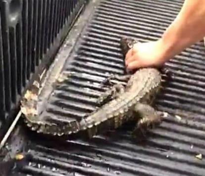 snapchat photos show young alligator drink beer by 