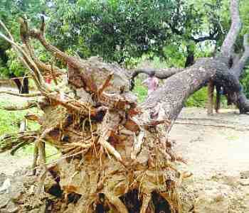 Massive life with thunderstorms, six wounded