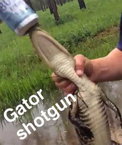 snapchat photos show young alligator drink beer by 