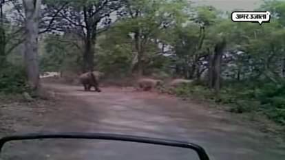 ELEPHANT CHASES AWAY TOURIST JEEP IN JIM CORBETT NATIONAL PARK IN RAMNAGAR