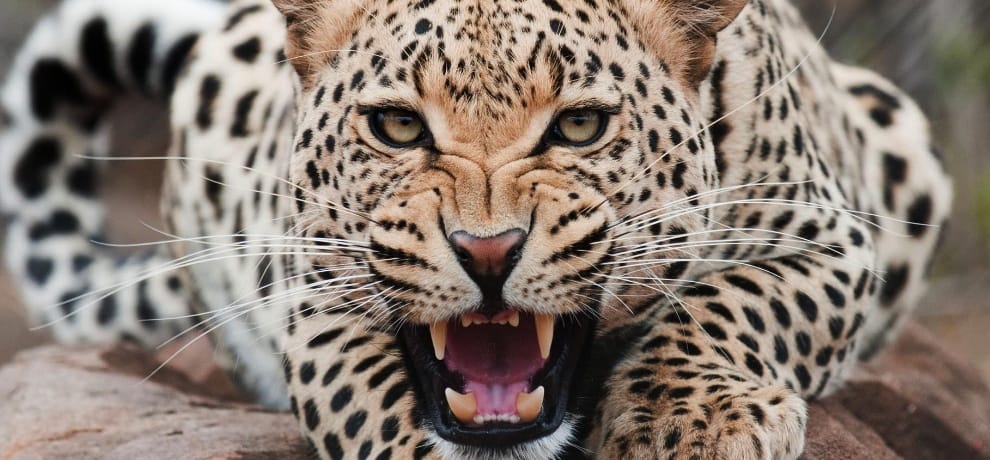 Panther attacked women in rajsamand