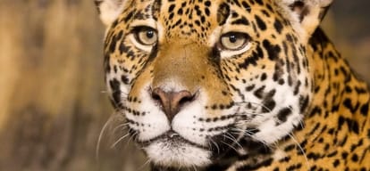 Woman killed by leopard in Ribba village of Kinnaur district of Himachal Pradesh
