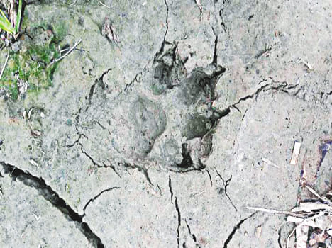 Leopard footprints found in sugarcane field in Gursna village
