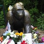 Harambe dead in 2016, and now the gorilla’s death become a meme