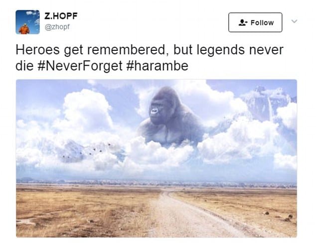 Harambe dead in 2016, and now the gorilla’s death become a meme
