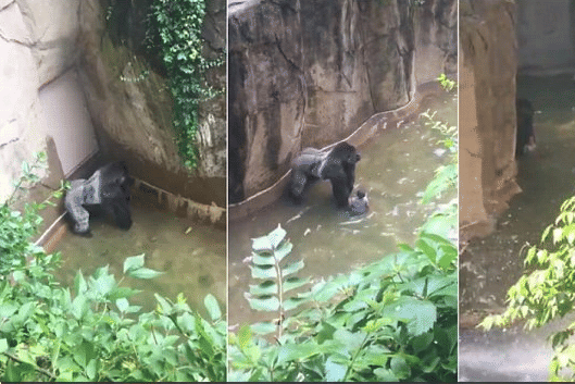 Harambe dead in 2016, and now the gorilla’s death become a meme