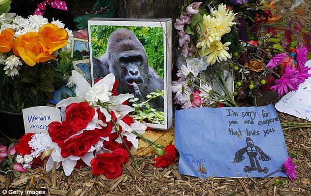 Harambe dead in 2016, and now the gorilla’s death become a meme