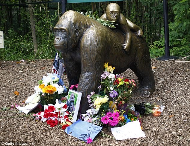 Harambe dead in 2016, and now the gorilla’s death become a meme