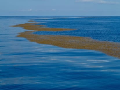 sargasso sea has no end line