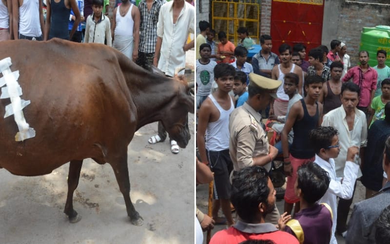  ruckus after hurting cows and dogs in lucknow