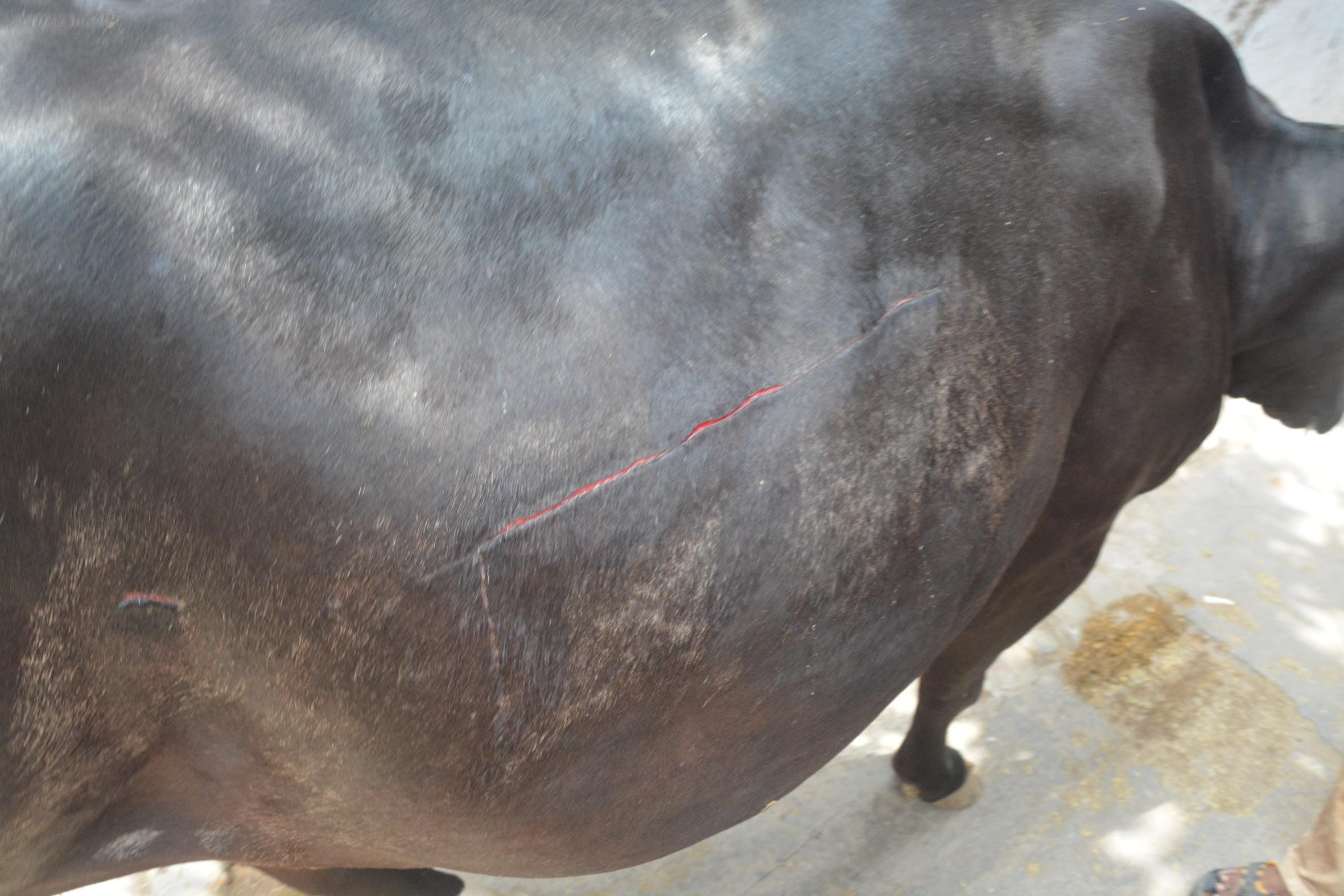  ruckus after hurting cows and dogs in lucknow