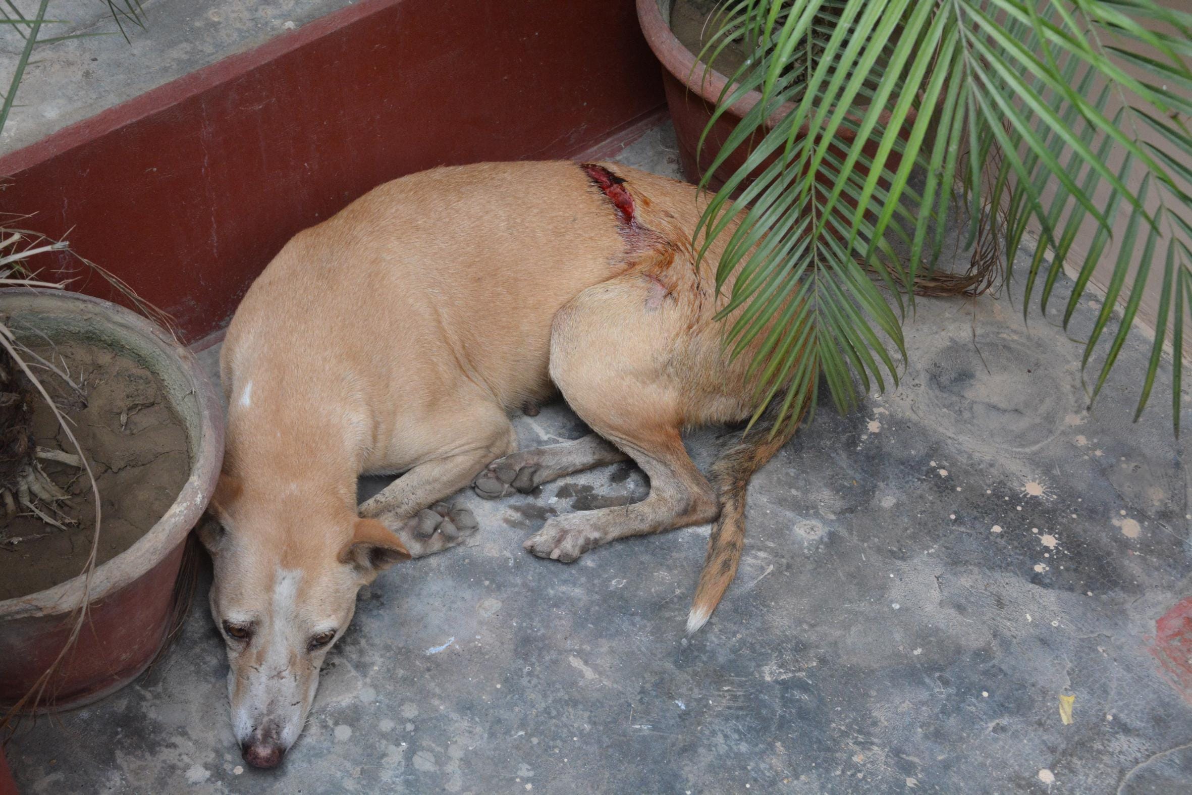  ruckus after hurting cows and dogs in lucknow