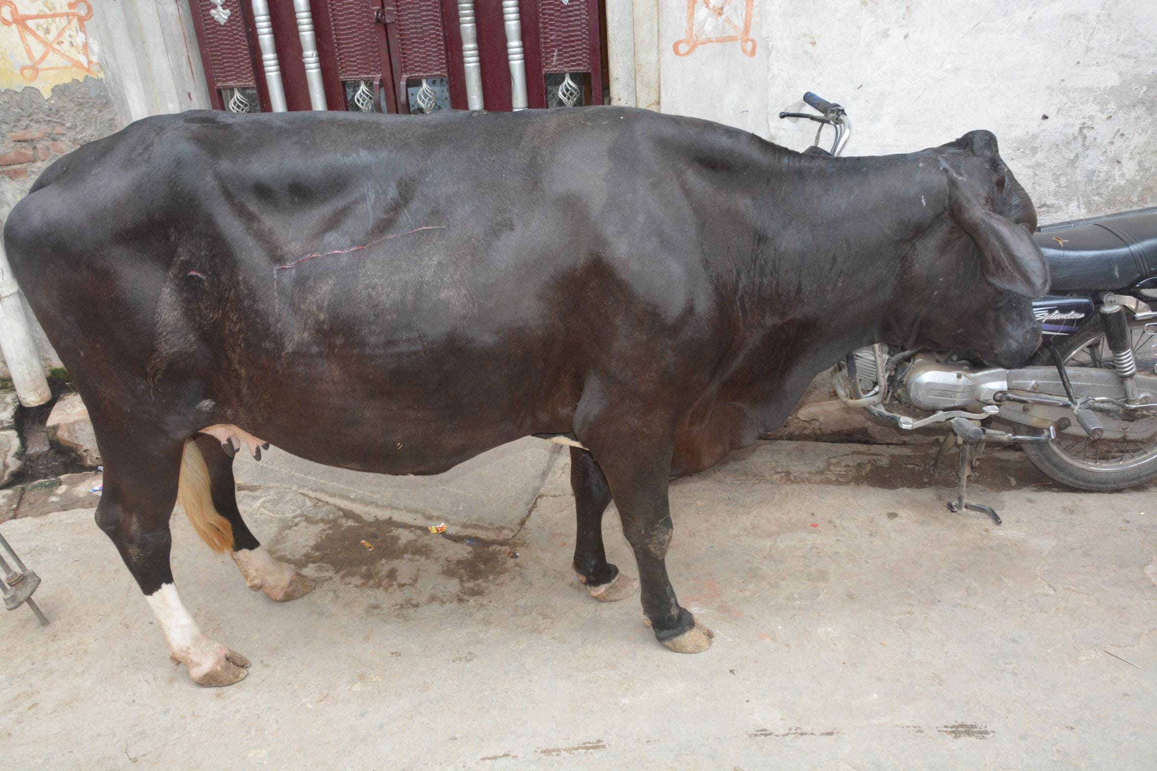  ruckus after hurting cows and dogs in lucknow