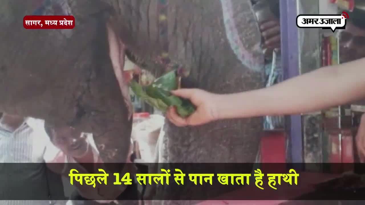 हाथी