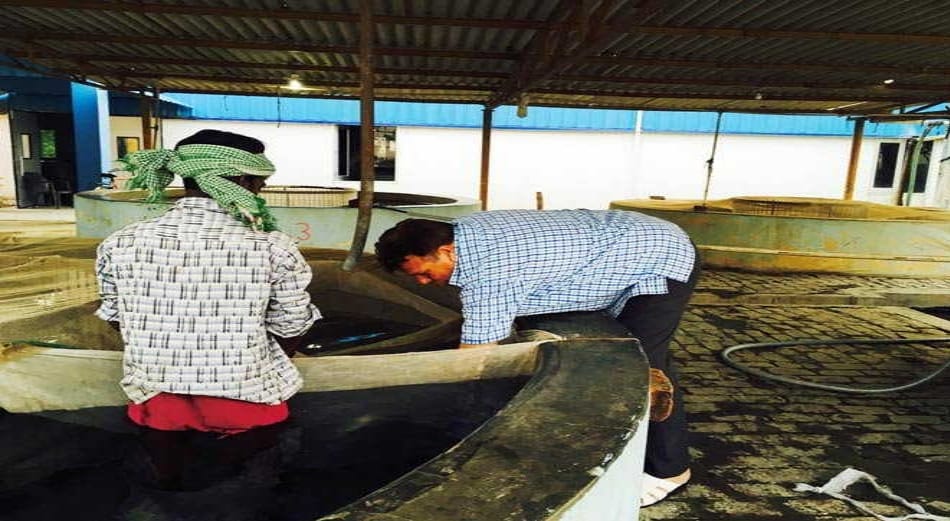 Succesfull Story of earning fish spinch