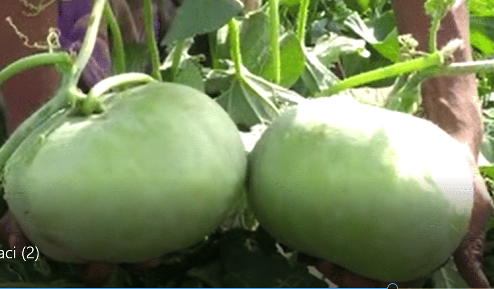 Two kg of Indian squash in the field in Mawli, Udaipur