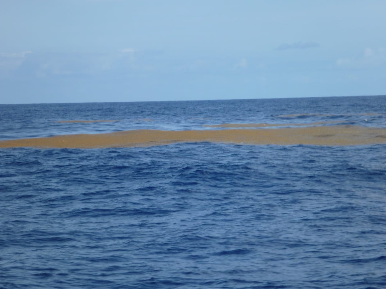 sargasso sea has no end line