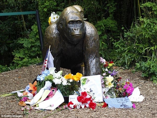 Harambe dead in 2016, and now the gorilla’s death become a meme