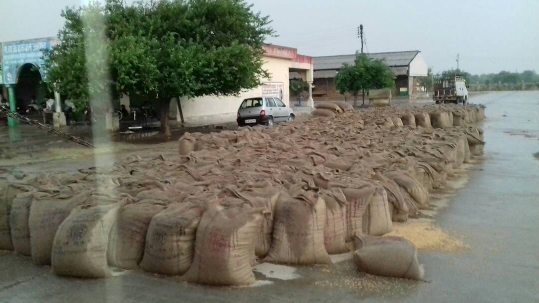 1000 sacks of wheat in rains