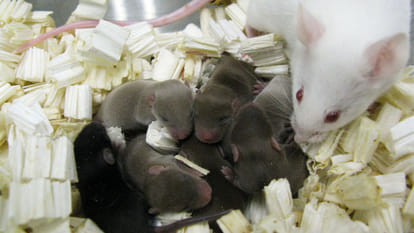 sperm frozen in space can produce healthy babies, iss experiment