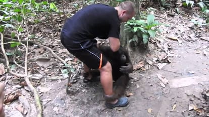 tourist attacked and raped by Orangutan by a misunderstanding 
