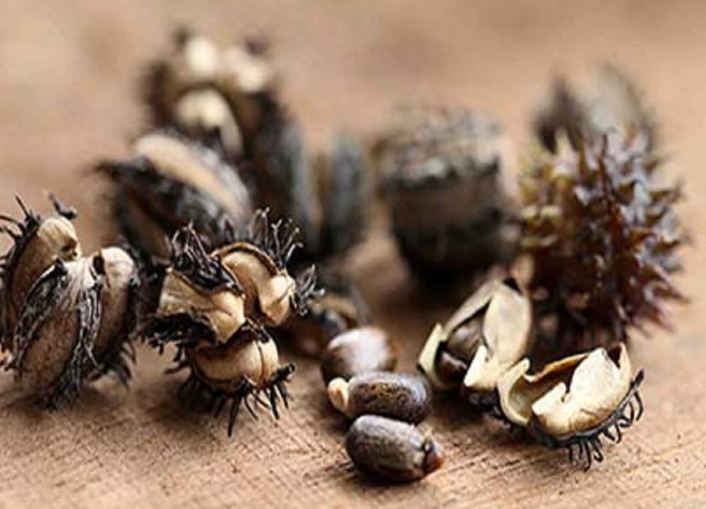 Do you know Castor Seeds Are Considered As Natural Anti Pregnancy Pill