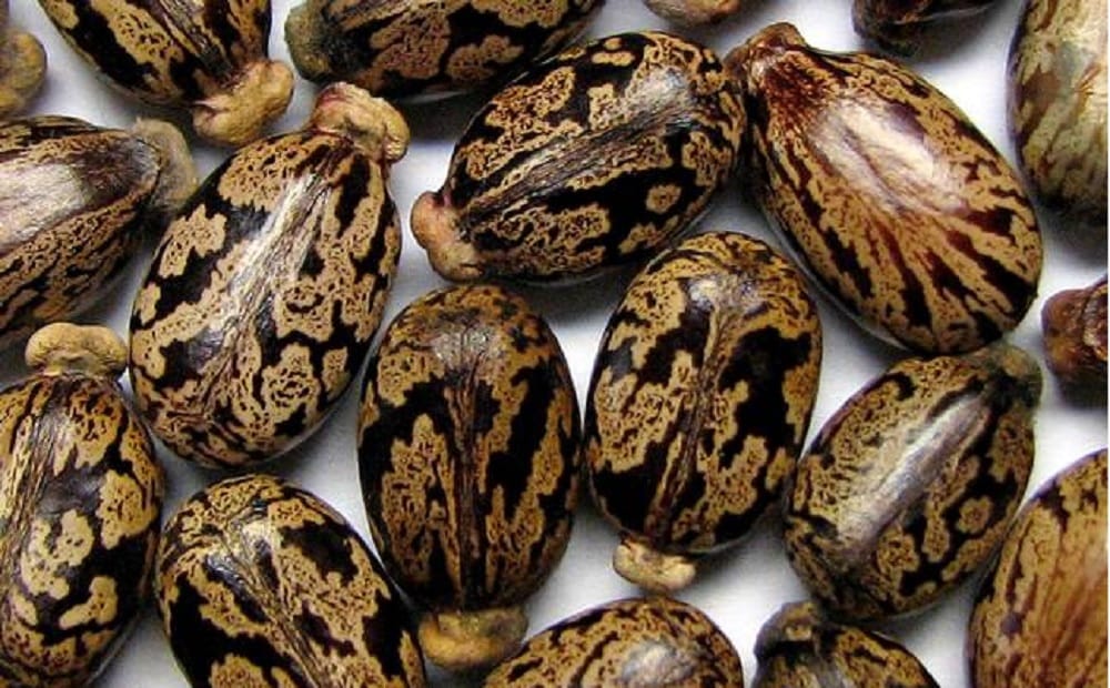 Do you know Castor Seeds Are Considered As Natural Anti Pregnancy Pill