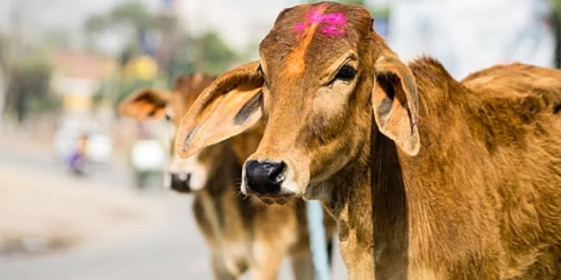 muslim youths saved life of two cattle in wells