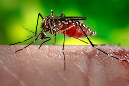 health department on alert at zika virus issue