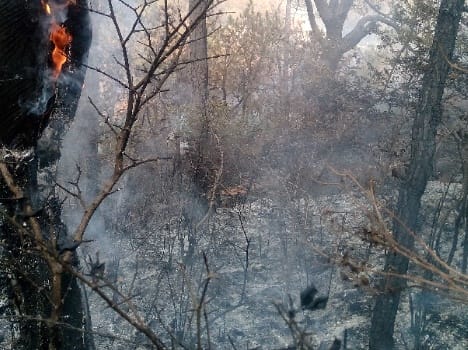 forest fire in mantoh, five bigha forest burnt.