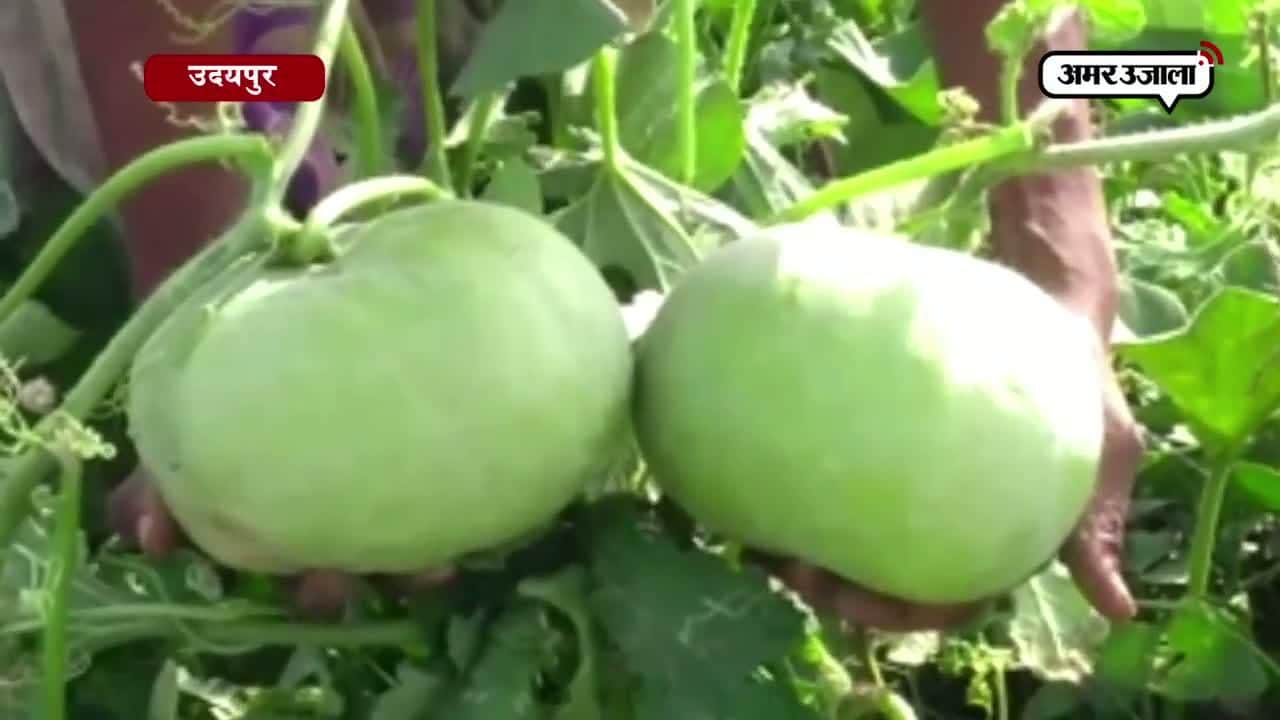 दो-दो किलो के टिंडे