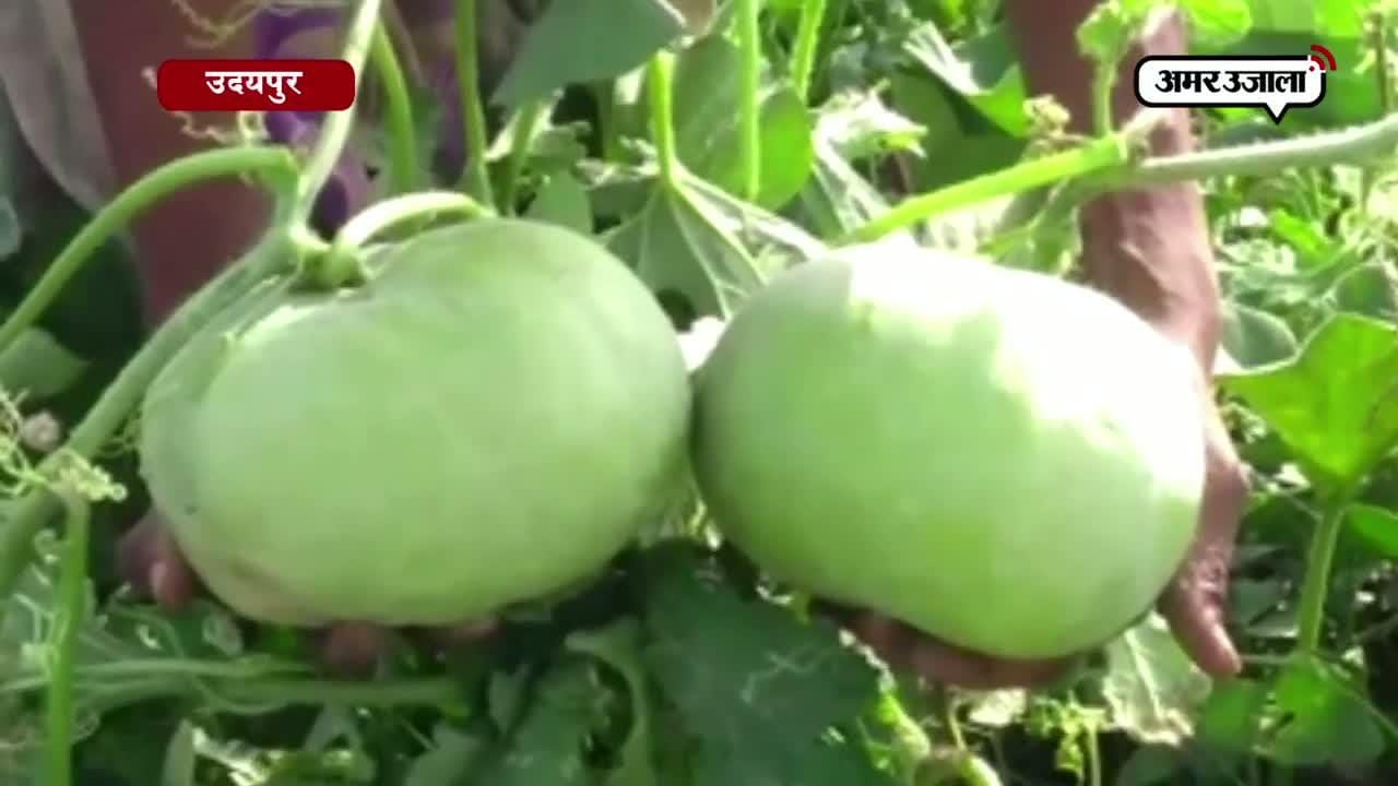 दो-दो किलो के टिंडे