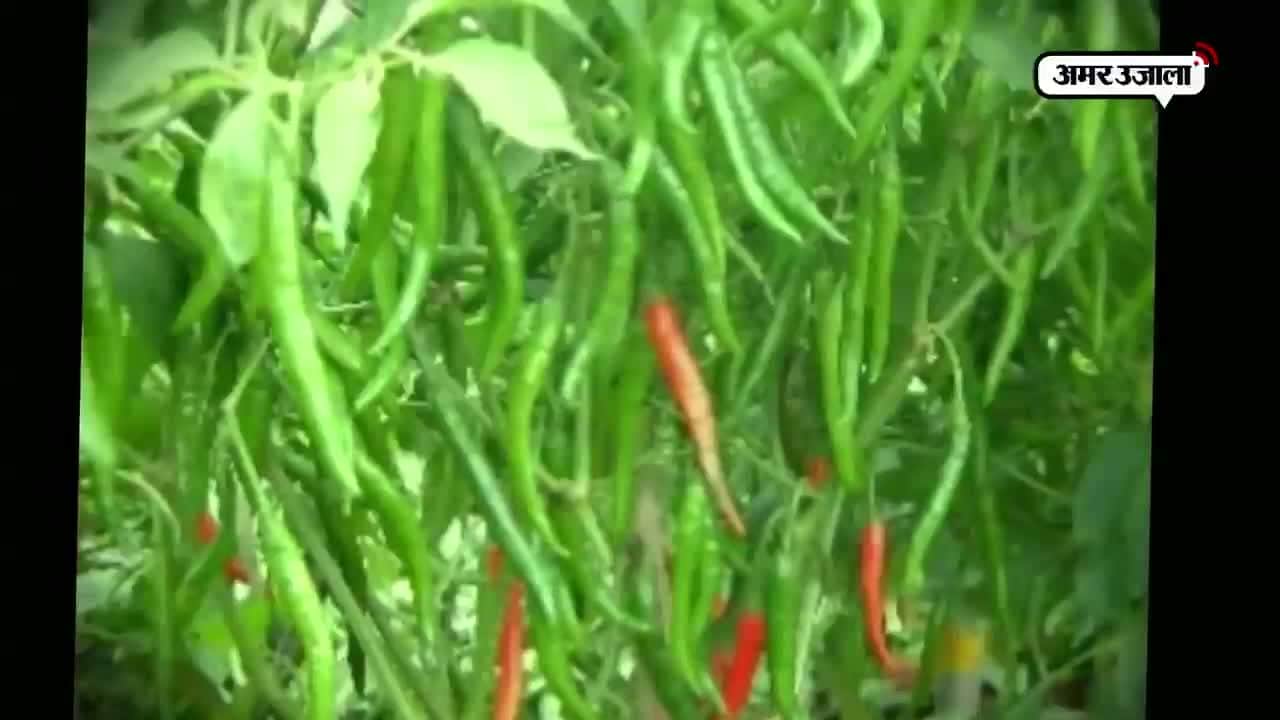 किचन गार्डन