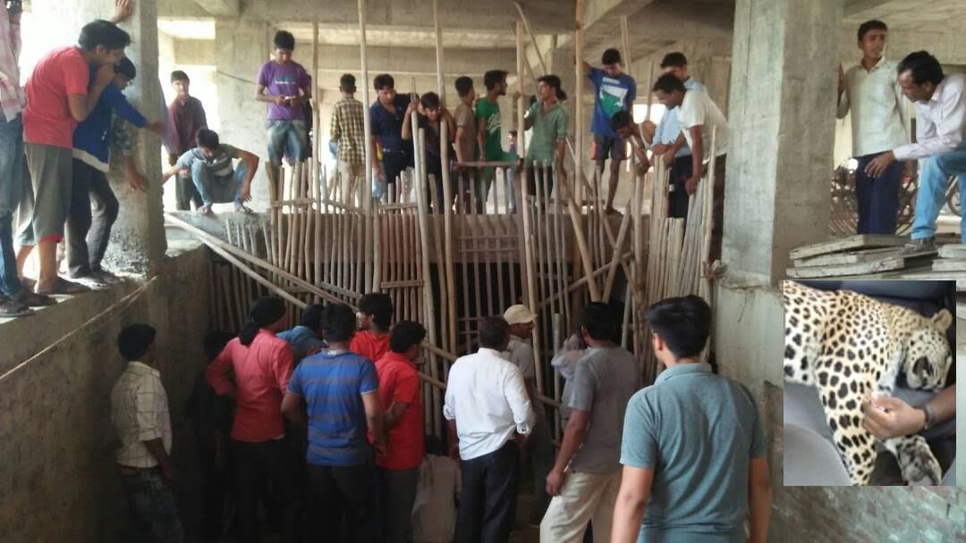Panther in the basement, Forest department caught