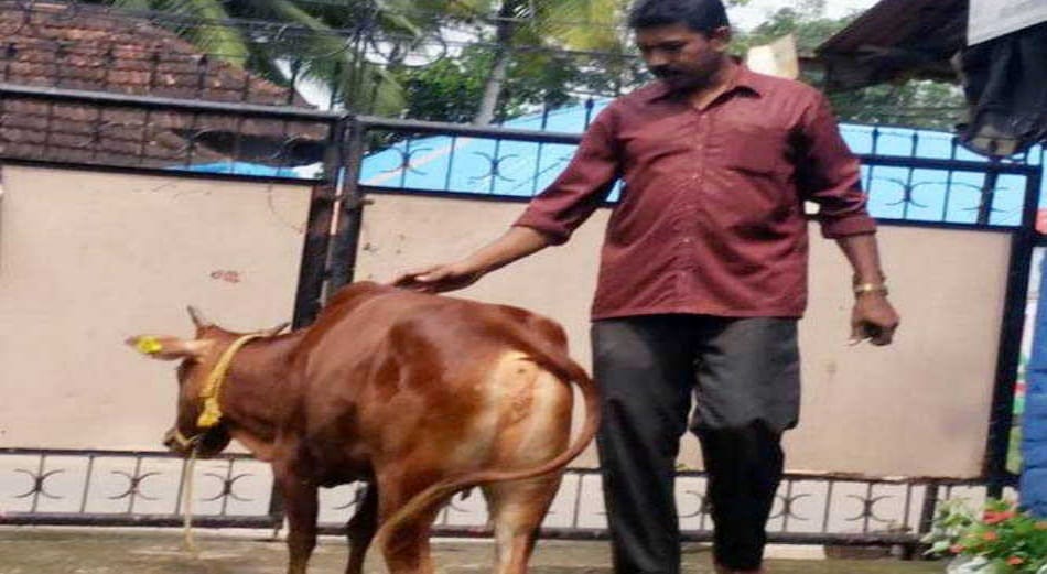  vechur cow protect from cancer