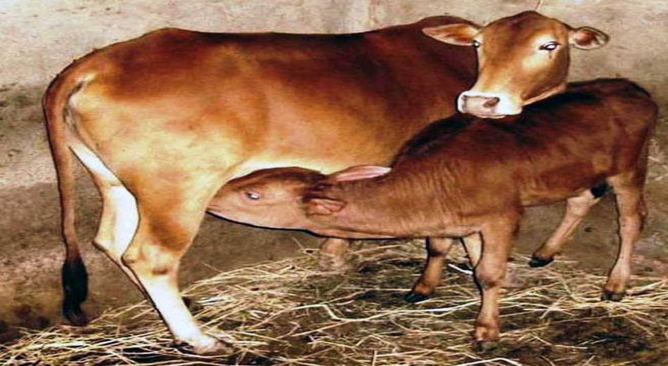 Cow's breeds record in noormahal