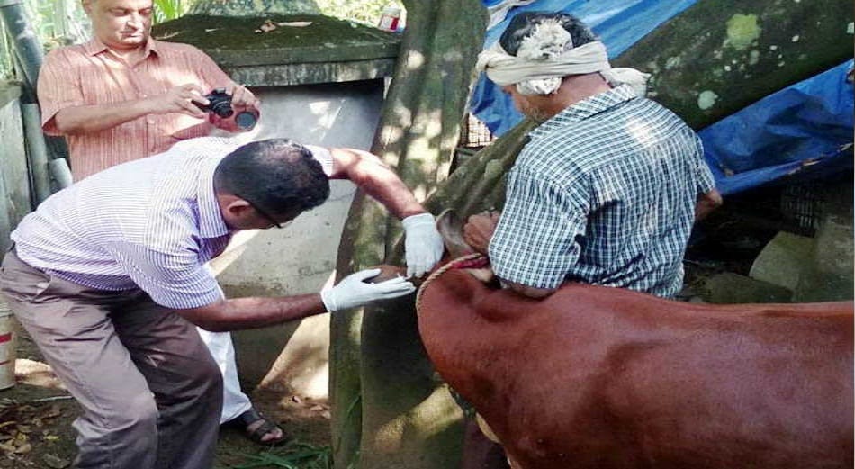  vechur cow protect from cancer