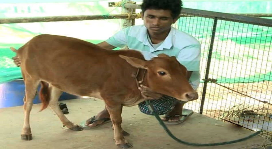  vechur cow protect from cancer