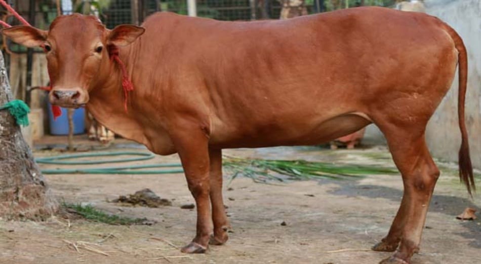 three man killed by villagers in the doubt of cattle theft in west bengal