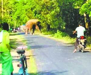 nepali elephants stop trafic