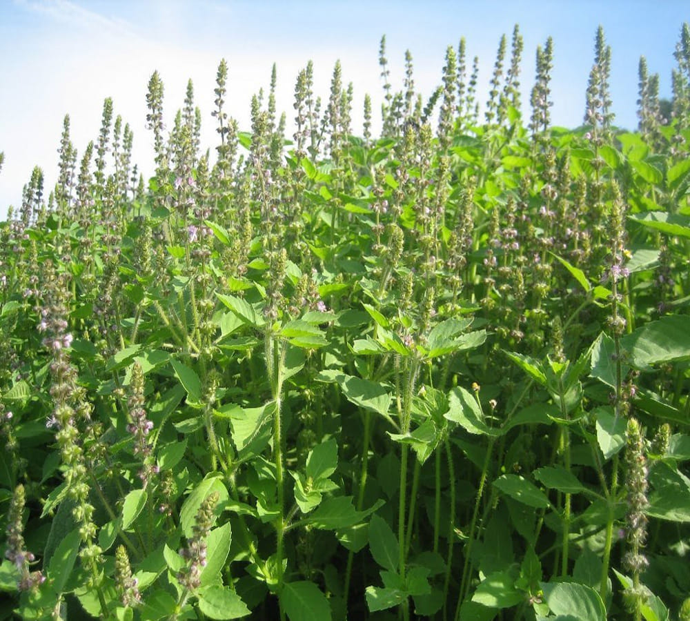 tulsi plant to get relief from problems 