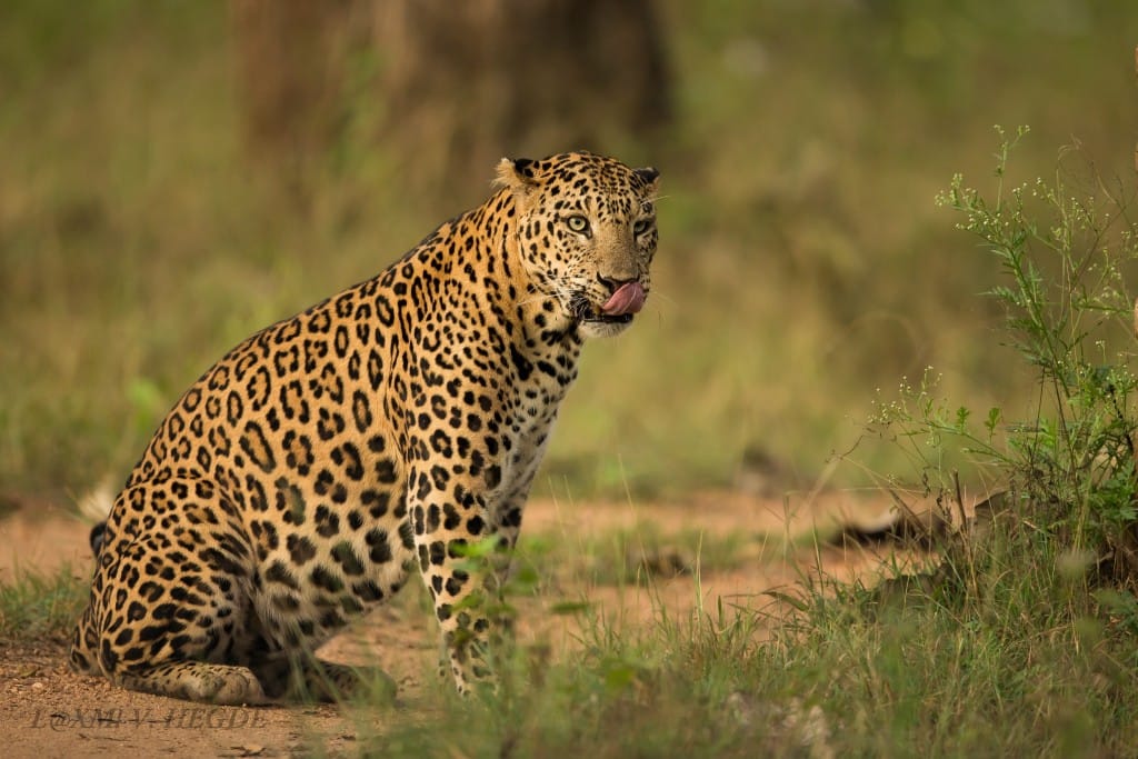first leopard reserve will be in jaipur 