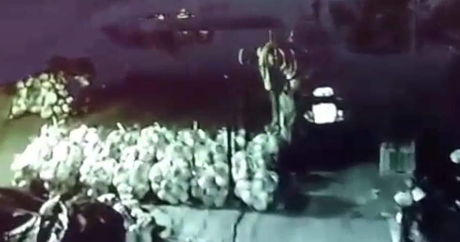 Two Haryana cops caught stealing melons, captured in cctv